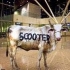Scooter - Behind the Cow