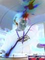 N#:273070 - 