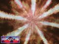 N#:102067 - Video-Animation