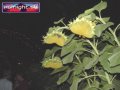 N#:157005 - Eingang mit Sonnenblumen
