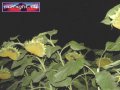 N#:157034 - Sonnenblumenfeld